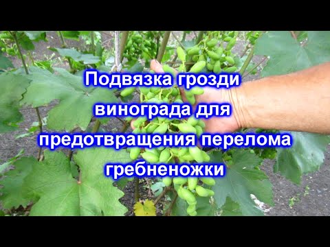 Видео: Подвязка грозди винограда для предотвращения перелома гребненожки