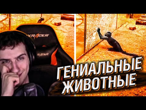 Видео: Hellyeahplay смотрит: Моменты Животной Гениальности, Которые Вас Удивят