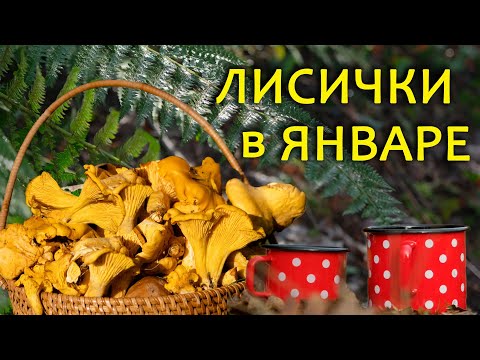 Видео: Собираем грибы зимой, Черногория удивляет!