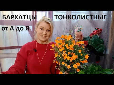 Видео: Бархатцы тонколистные от А до Я