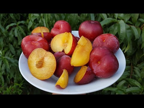 Видео: Гибрид персик-слива \Вкуснейший сорт