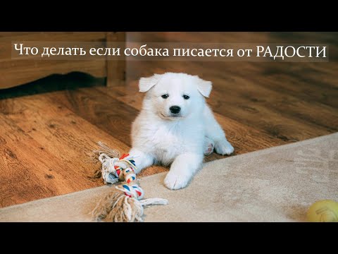Видео: Что делать если собака писает при встрече хозяина  или гостей ?   Коррекция поведения.  