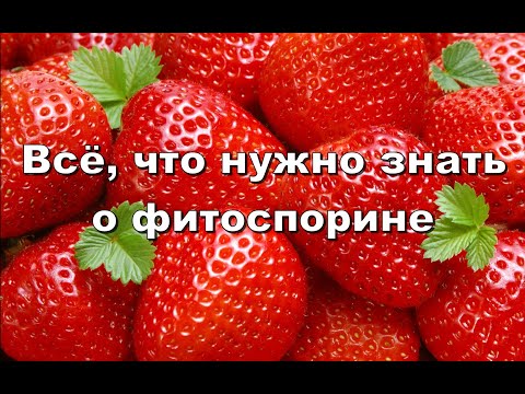 Видео: ВСЁ, ЧТО НУЖНО ЗНАТЬ О ФИТОСПОРИНЕ