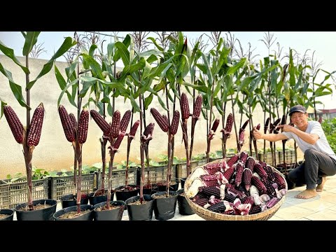 Видео: Первый опыт выращивания кукурузы дома – не могу поверить, что у меня в три раза больше початков!