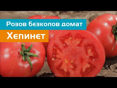 Видео: Розов домат Хепинет за открито производство