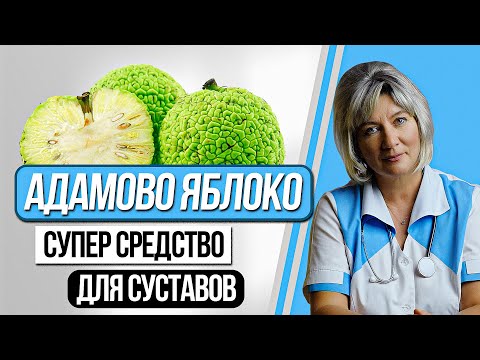 Видео: АДАМОВО ЯБЛОКО - МАКЛЮРА. Эффективное средство для суставов, при инфекциях и опухолиевых процессах