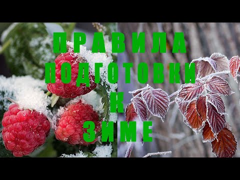 Видео: Подготовь МАЛИНУ к зиме ПРАВИЛЬНО! План работ на осень!