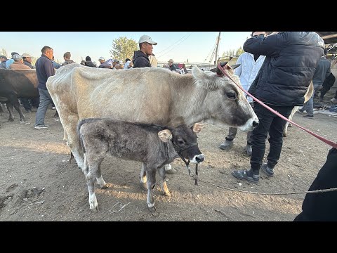 Видео: СААН УЙЛАР КУНАЖЫН УРГААЧЫ ТОРПОК БААЛАРЫ 🤯 #байтв 
