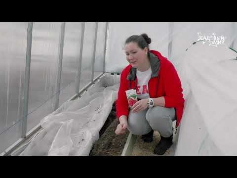 Видео: Когда сеять редиску | Правила посадки редиса в теплицу  ранней весной