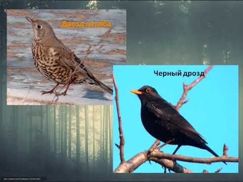 Видео: Фильм Птицы отряда воробьиных