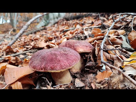 Видео: Знайшли гігантські бурі гриби гриби в листопаді!