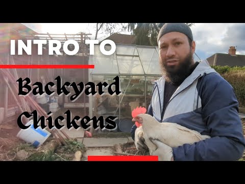 Видео: Разведение кур на заднем дворе для начинающих