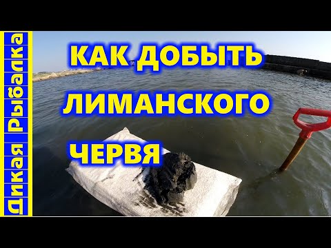 Видео: Как и где копать нереиса? Как самому добыть лиманского червя? Дикая рыбалка на пеленгаса!