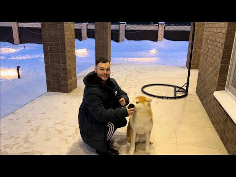 Видео: Как научить собаку искать? Этап 2 Часть 1 Сигнальная поза. Забыл : «Всем Здравствуйте!»