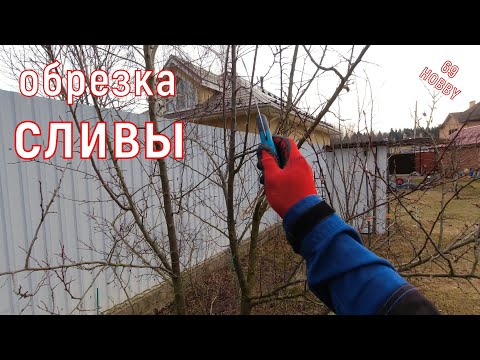 Видео: Обрезка сливы! Что убираем?