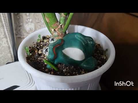 Видео: Молочай Тирукалли. 05.04.2024.