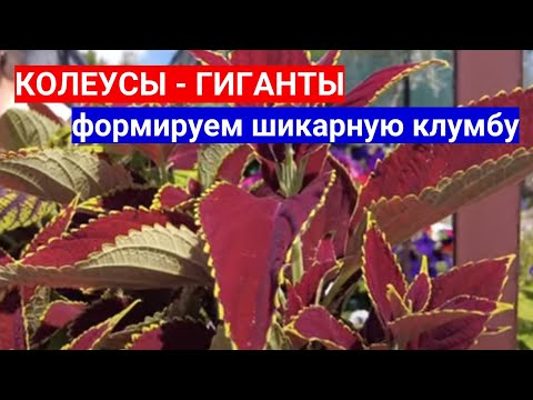 Видео: КОЛЕУСЫ -ГИГАНТЫ : ТАКИХ КРАСИВЫХ ЦВЕТОВ ВЫ ТОЧНО НЕ ВИДЕЛИ - КАК ВЫРАСТИТЬ КОЛЕУСЫ В САДУ