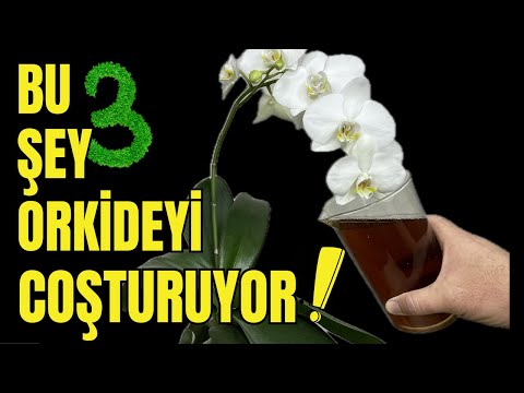 Видео: 3 основных правила, которые сделают вашу орхидею восхитительной (ПРОВЕРЕННЫЕ МЕТОДЫ) #растения