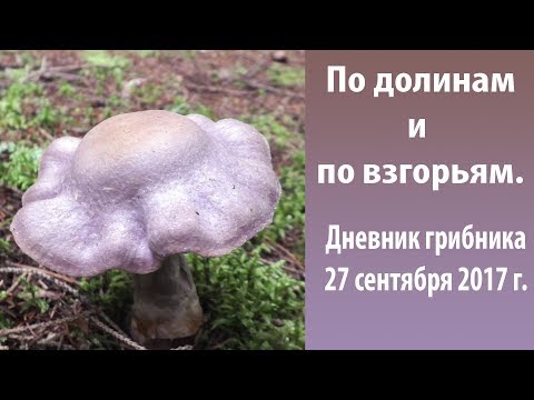 Видео: По долинам и по взгорьям. Дневник грибника  27 сентября 2017 г.