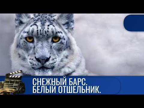 Видео: 🔥ОДИН ИЗ САМЫХ НЕУЛОВИМЫХ ОБИТАТЕЛЕЙ НА НАШЕЙ ПЛАНЕТЕ 🏁 СНЕЖНЫЙ БАРС. БЕЛЫЙ ОТШЕЛЬНИК 🏁KINODRAMA