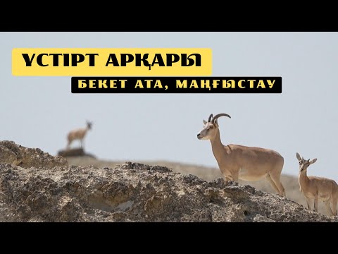 Видео: Үстірт арқары. Устюртский муфлон. The Ustyurt Mouflon. #Бекетата #маңғыстау