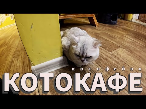 Видео: Котокафе в Москве 🐈 Котофейня на Маросейке ☕ Где поесть?