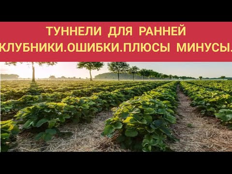 Видео: КЛУБНИКА В МАЕ.ТУННЕЛИ ДЛЯ КЛУБНИКИ.ПЛЮСЫ И МИНУСЫ.