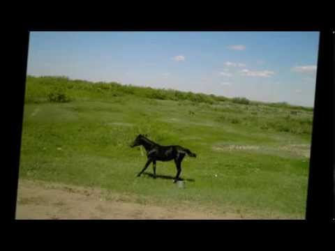 Видео: Камышенка