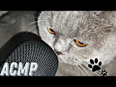 Видео: АСМР // В КВАРТИРЕ // БЫСТРЫЙ ТАППИНГ // ASMR