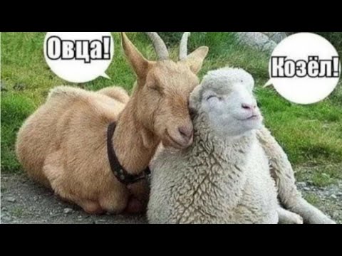 Видео: Козлы и овцы или мужчины и женщины?