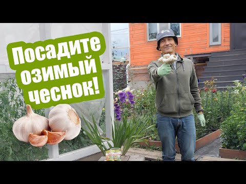Видео: КОГДА САЖАТЬ ЧЕСНОК ОСЕНЬЮ? Все особенности посадки чеснока под зиму