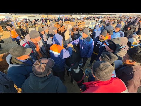 Видео: 9 ноября 2025 г. ТУРТКУЛЬ МОЛ БОЗОР НАРХЛАРИ