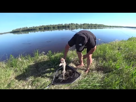 Видео: ОТЛИЧНАЯ РЫБАЛКА !!!ПОЙМАЛИ И ОТПУСТИЛИ РЕДКУЮ РЫБУ!ГОТОВИМ НА ПРИРОДЕ В АФГАНСКОМ КАЗАНЕ И САДЖЕ!!