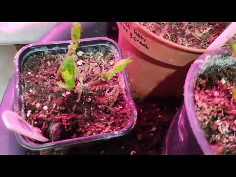 Видео: 17.01.25. Выращиваем крупнолистные гортензии-полуфабрикаты🌱🌱🌱 в домашних условиях