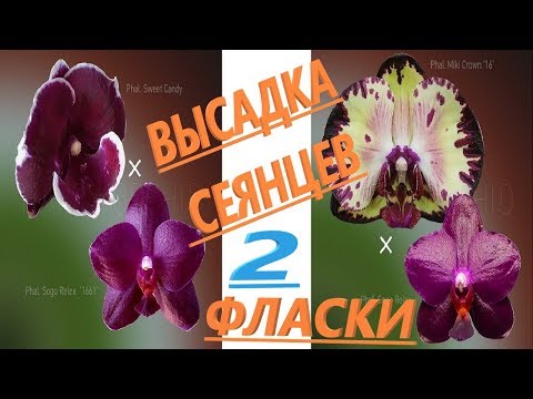 Видео: #Орхидеи.  Размываю две фласки с фаленопсисами.  Высадка рассады орхидей 1