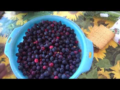 Видео: Компоты из ирги, смородины чёрной.
