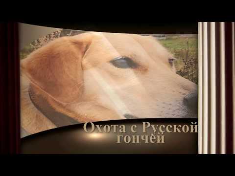 Видео: Охота  с Русской гончей на зайца 13 11 19