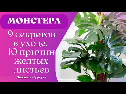 Видео: МОНСТЕРА Секреты Ухода В Домашних Условиях. Почему Желтеют и Опадают Листья?