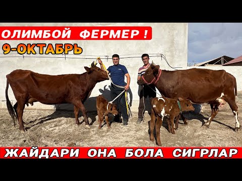 Видео: СУТДОР  ОНА  БОЛА  ВА БУГОЗ  СИГРЛАР  ОЛИМБОЙ  ФЕРМЕР !  9-ОКТАБРЬ