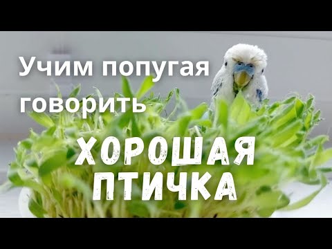 Видео: Учим попугая говорить "Хорошая птичка"