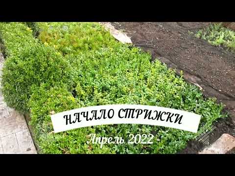 Видео: Когда начинать стричь самшит и можжевельник.