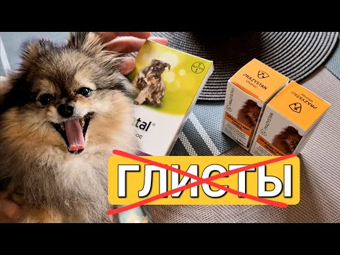 Видео: Как и чем глистогонить Шпица и Чихуахуа?