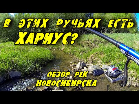 Видео: В этих ручьях Есть Хариус? Обзор рек Новосибирска. Рыбалка на Хариуса