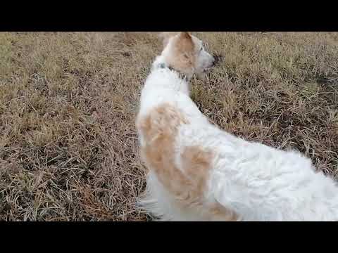 Видео: Начало испытаний русинских псовых борзых. Первый день, отчёт за первый