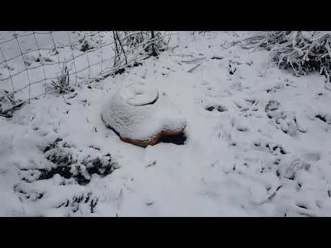 Видео: Дом в цветах//Декабрь в саду. Комнатные цветы.