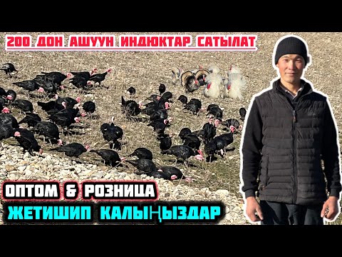 Видео: НООКАТТАН ИНДЮКТАР САТЫЛАТ