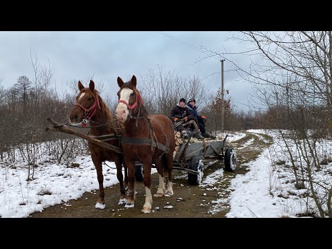Видео: Мая в роботі☎️📍возим дрова🪵🪓