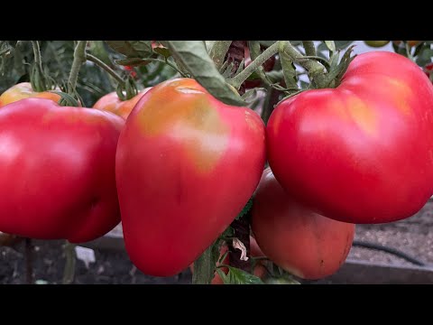 Видео: У этих сортов ТОМАТОВ всегда обильный урожай! Буду выращивать всегда!