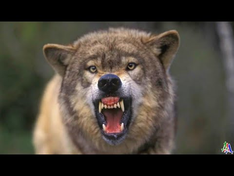 Видео: ВОЛК лежал в стороне, пуля попала ему в бедро – но забота старушки помогла ему выжить