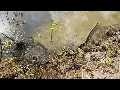 Видео: Рыбалка на Реке Сож\Июнь\Ловля Леща,густерки и окуня!